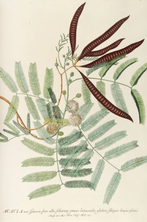 Acacia by Georg Dionysius Ehret Oil Painting