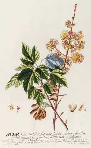 Acer II Oil painting by Georg Dionysius Ehret