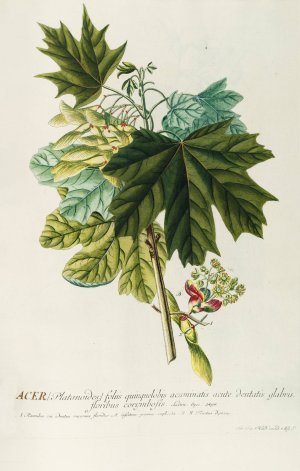 Acer III by Georg Dionysius Ehret Oil Painting