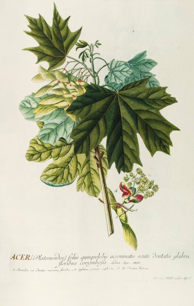 Main Product Photo of Acer III  Painting by Georg Dionysius Ehret