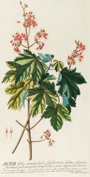 Acer by Georg Dionysius Ehret Oil Painting