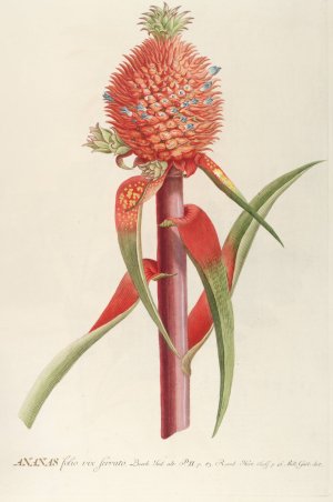 Ananas II by Georg Dionysius Ehret Oil Painting