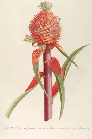 Ananas II by Georg Dionysius Ehret Oil Painting