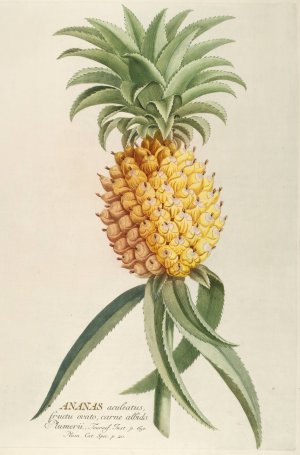 Ananas by Georg Dionysius Ehret Oil Painting