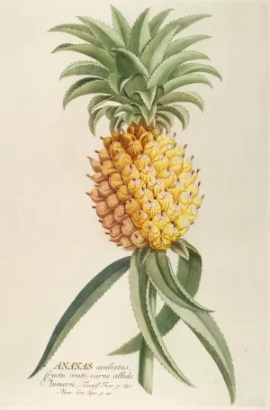Ananas by Georg Dionysius Ehret Oil Painting