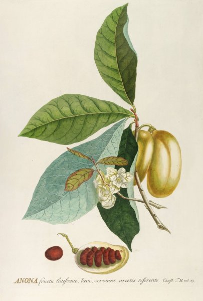 Main Product Photo of Anona  Painting by Georg Dionysius Ehret