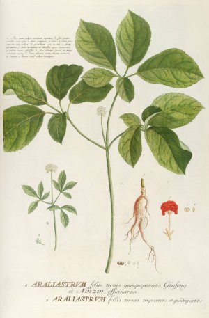 Araliastrum by Georg Dionysius Ehret Oil Painting