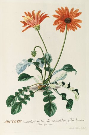 Arctotis by Georg Dionysius Ehret Oil Painting