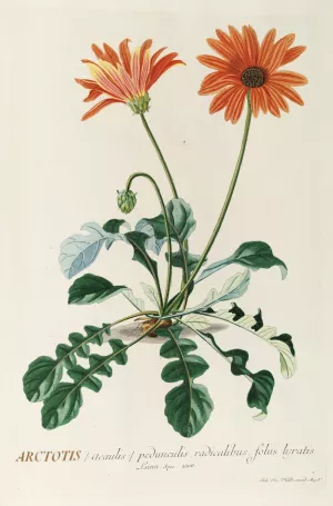 Arctotis by Georg Dionysius Ehret Oil Painting