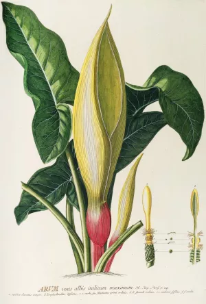 Arum by Georg Dionysius Ehret Oil Painting