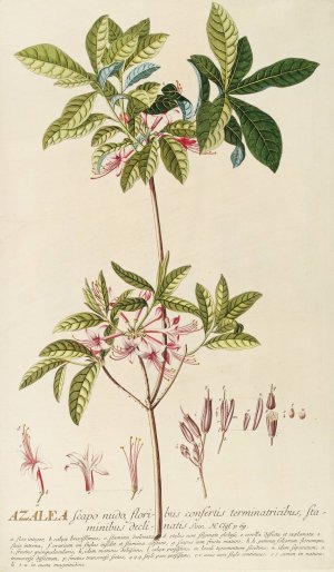 Azalea by Georg Dionysius Ehret Oil Painting