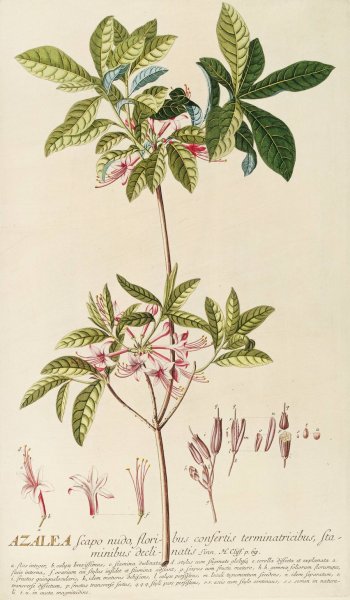 Main Product Photo of Azalea  Painting by Georg Dionysius Ehret
