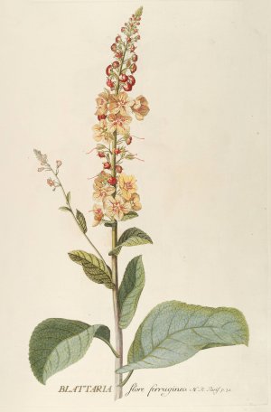 Blattaria by Georg Dionysius Ehret Oil Painting