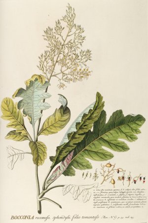 Bocconia by Georg Dionysius Ehret Oil Painting