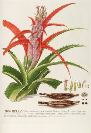 Bromelia by Georg Dionysius Ehret Oil Painting