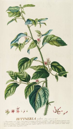 Byttneria by Georg Dionysius Ehret Oil Painting