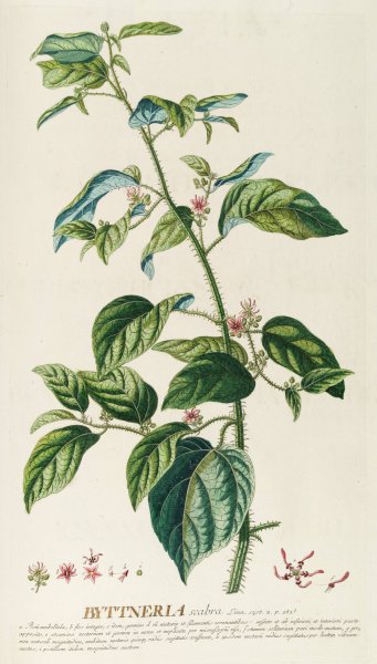 Byttneria  by Georg Dionysius Ehret - Hand-Painted Oil Painting Reproduction