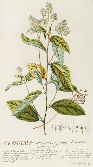 Ceanothus by Georg Dionysius Ehret Oil Painting