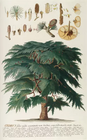 Cedrus II by Georg Dionysius Ehret Oil Painting