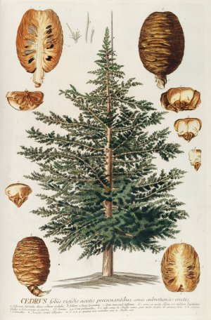 Cedrus III by Georg Dionysius Ehret Oil Painting