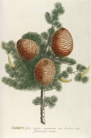 Cedrus by Georg Dionysius Ehret Oil Painting