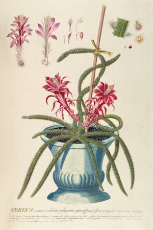 Cereus II by Georg Dionysius Ehret Oil Painting