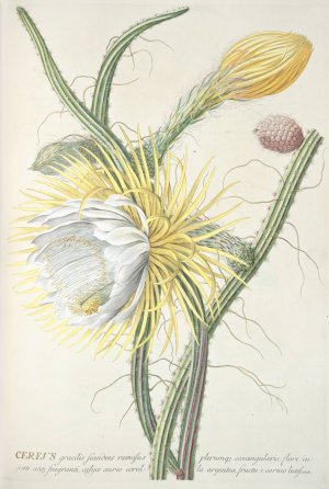 Cereus III Oil painting by Georg Dionysius Ehret