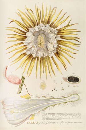 Cereus IV by Georg Dionysius Ehret Oil Painting