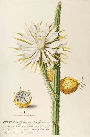 Cereus by Georg Dionysius Ehret Oil Painting