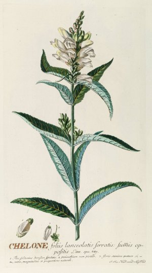 Chelone by Georg Dionysius Ehret Oil Painting