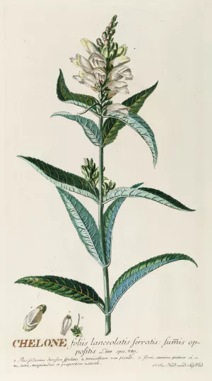 Chelone by Georg Dionysius Ehret Oil Painting