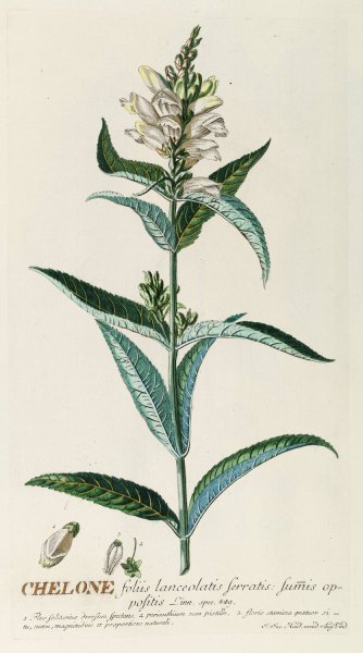 Main Product Photo of Chelone  Painting by Georg Dionysius Ehret