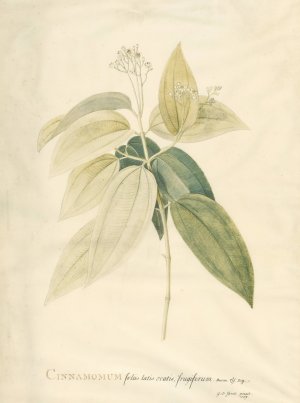 Cinnamomum by Georg Dionysius Ehret Oil Painting