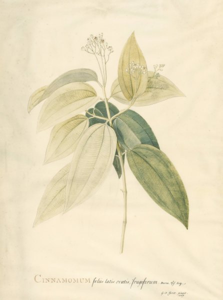 Main Product Photo of Cinnamomum  Painting by Georg Dionysius Ehret