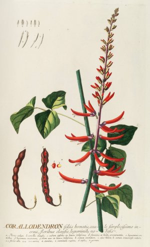 Corallodendron II by Georg Dionysius Ehret Oil Painting
