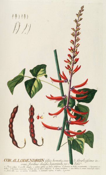 Main Product Photo of Corallodendron II  Painting by Georg Dionysius Ehret