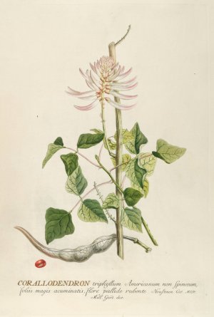 Corallodendron by Georg Dionysius Ehret Oil Painting