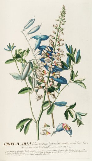 Crotalaria II Oil painting by Georg Dionysius Ehret