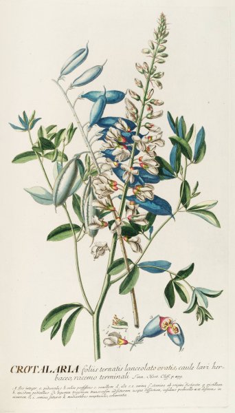 Crotalaria II  by Georg Dionysius Ehret - Hand-Painted Oil Painting Reproduction
