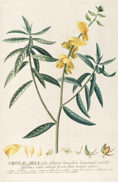 Main Product Photo of Crotalaria  Painting by Georg Dionysius Ehret