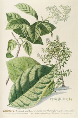 Ehretia by Georg Dionysius Ehret Oil Painting
