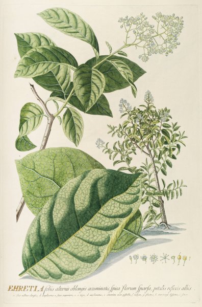 Main Product Photo of Ehretia  Painting by Georg Dionysius Ehret