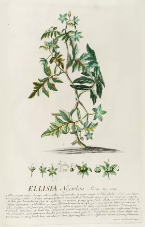 Ellisia Oil painting by Georg Dionysius Ehret