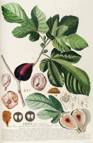 Ficus II by Georg Dionysius Ehret Oil Painting