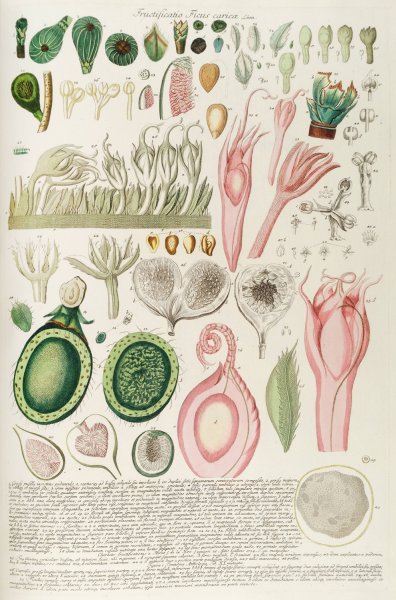 Main Product Photo of Ficus III  Painting by Georg Dionysius Ehret