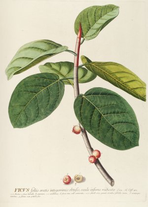Ficus by Georg Dionysius Ehret Oil Painting