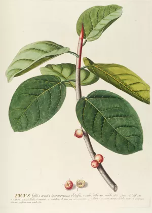Ficus Oil painting by Georg Dionysius Ehret