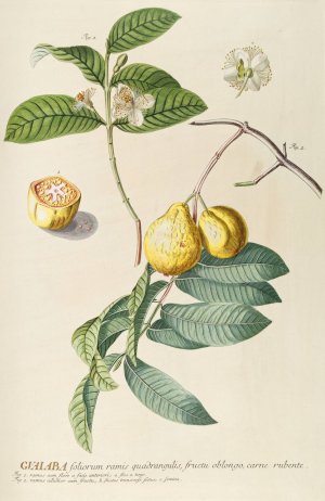 Guaiaba by Georg Dionysius Ehret Oil Painting