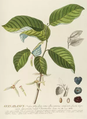 Guanabanus by Georg Dionysius Ehret Oil Painting