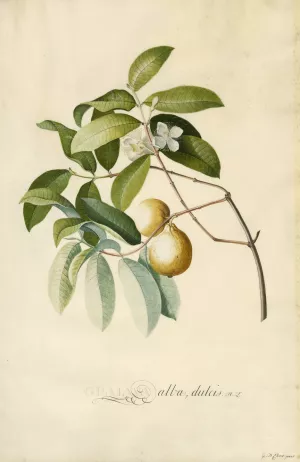 Guava by Georg Dionysius Ehret Oil Painting